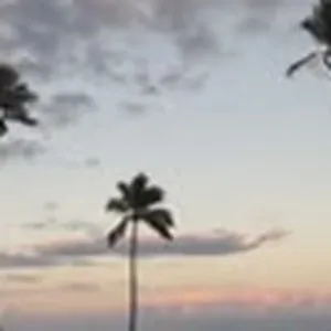 Palmeras al atardecer en Miami